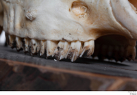  Skull Mouflon Ovis orientalis head horns skull 0017.jpg